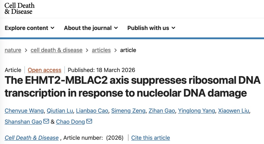 董超研究员课题组揭示核糖体DNA损伤诱导转录抑制的新机制